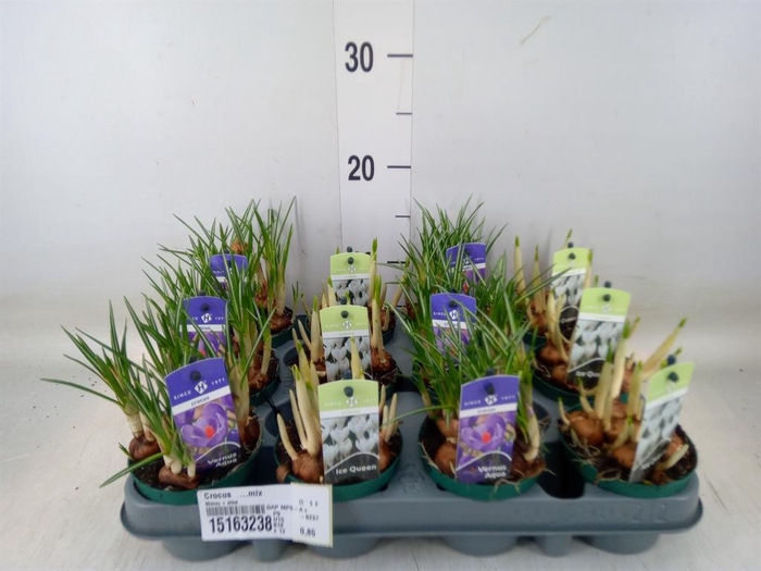 <h4>Crocus   ...mix</h4>