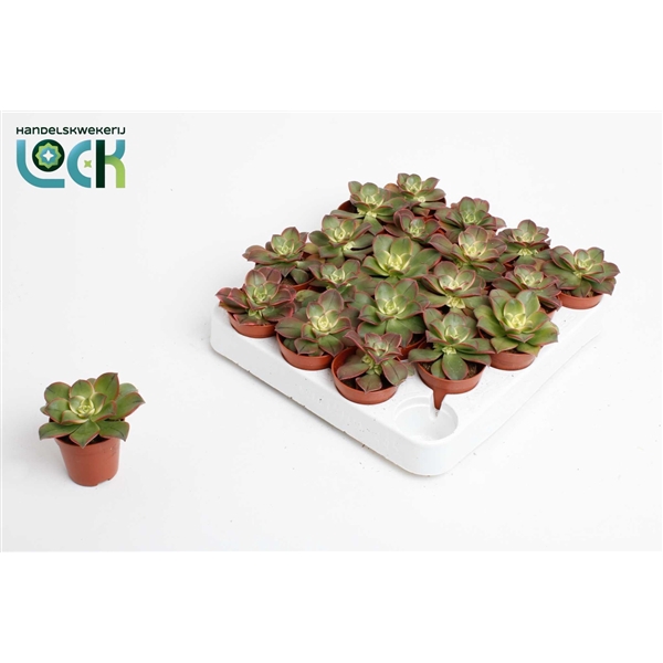 <h4>Aeonium Tricolor ('Kiwi')</h4>