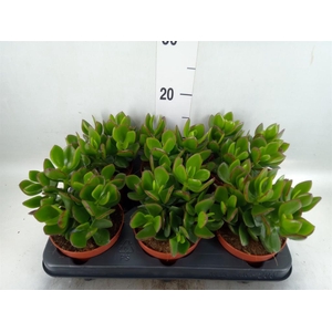 Crassula  'Hulk'
