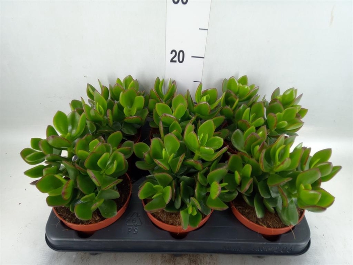 <h4>Crassula 'Hulk'</h4>