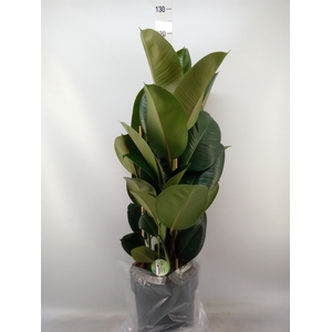 Ficus elastica 'Robusta'