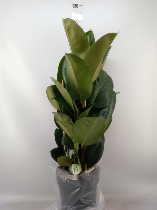 <h4>Ficus elastica 'Robusta'</h4>