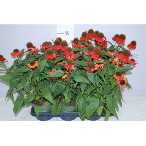 Echinacea Som Adob Orange