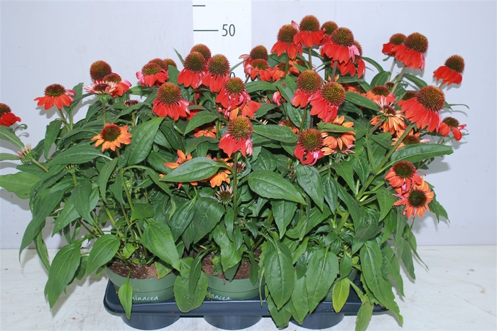 <h4>Echinacea Som Adob Orange</h4>