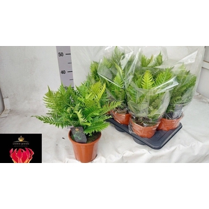 BLECHNUM SILVER LADY
