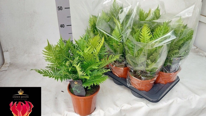 <h4>BLECHNUM SILVER LADY</h4>