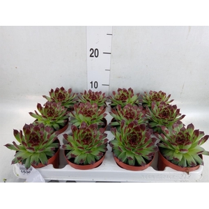 Sempervivum   ...