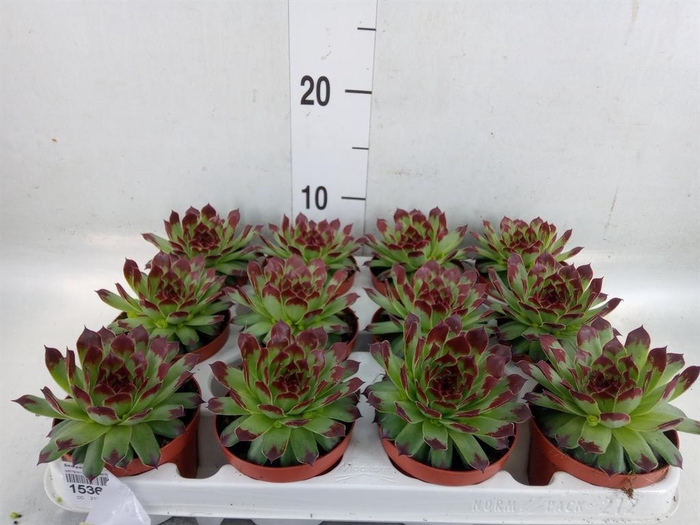 <h4>Sempervivum   ...</h4>