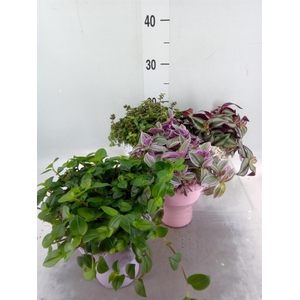Arr.   Kamerplant Groen L%