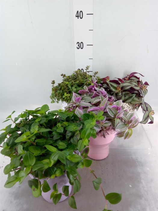 <h4>Arr.   Kamerplant Groen L%</h4>