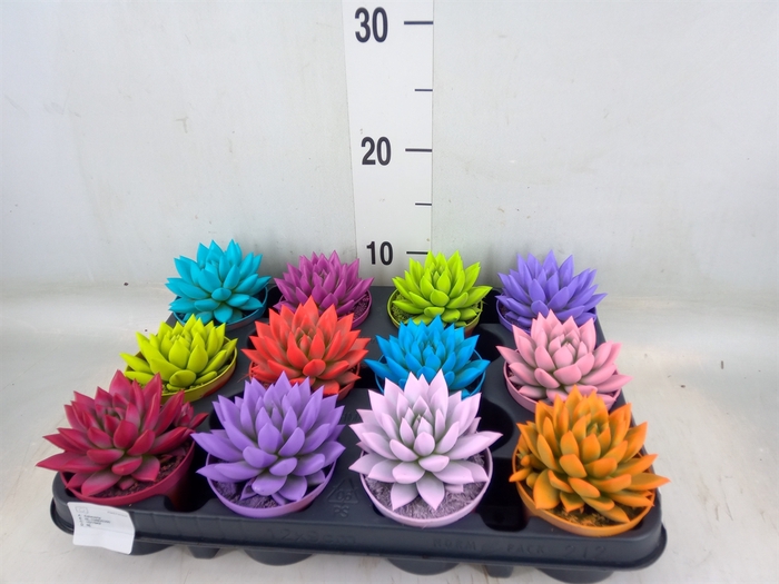 <h4>Echeveria  'Miranda'</h4>