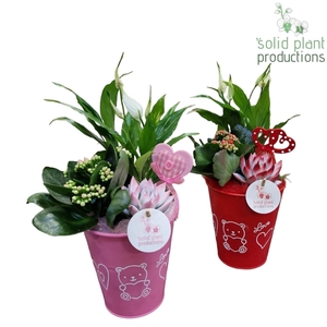 ZVS001 Anne Red/Pink