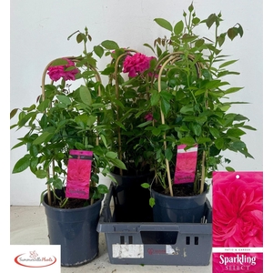 ROSA FL SPARK SELECT