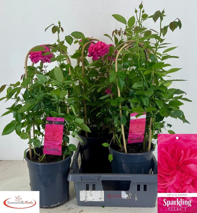 <h4>ROSA FL SPARK SELECT</h4>