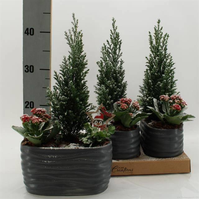 <h4>ARR KAMERPL</h4>