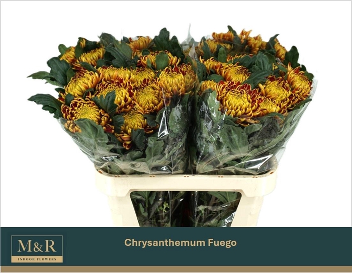 <h4>Chr G Fuego</h4>