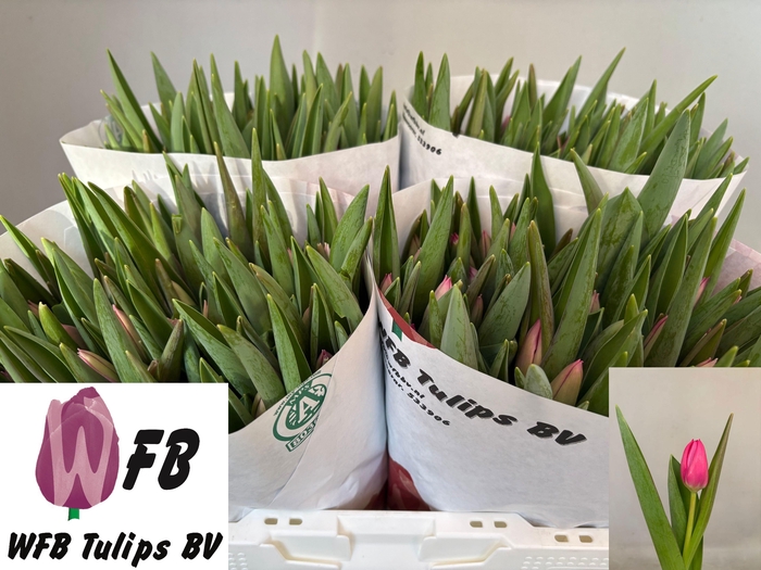 <h4>TU EN PINK ARDOUR</h4>