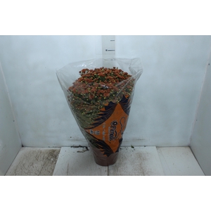 CRISANTEMO BOLA BELGA JASODA P20 BRONZE