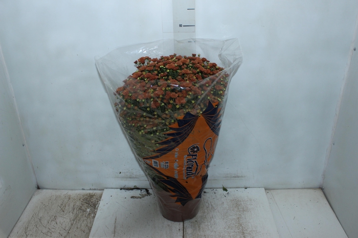 <h4>CRISANTEMO BOLA BELGA JASODA P20 BRONZE</h4>