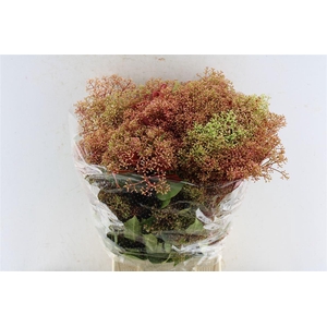 Photinia Bloeiend