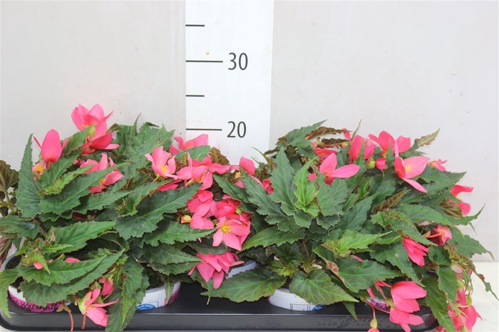 <h4>Begonia Waterfall Hot Pink</h4>