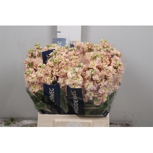 Matth Aida Apricot