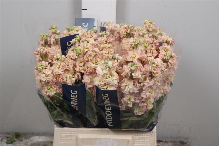 <h4>Matth Aida Apricot</h4>