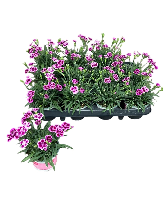 <h4>DIAN DI PINK KISSES</h4>