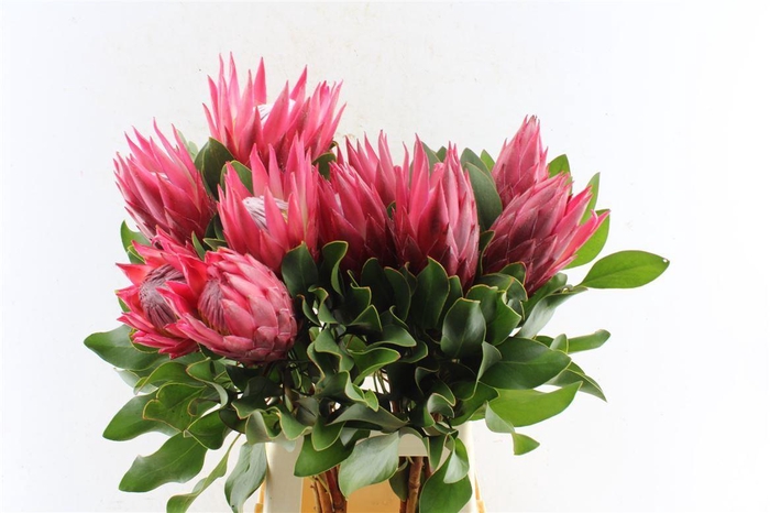 <h4>Protea Cy Madiba</h4>