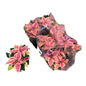 EUPHOR P CHR B MARBL