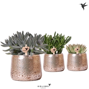 Kolibri Greens Succulenten mix in Luxury pot silver