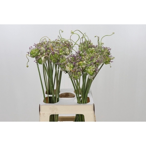 Allium ampeloprasum var. babingtoni