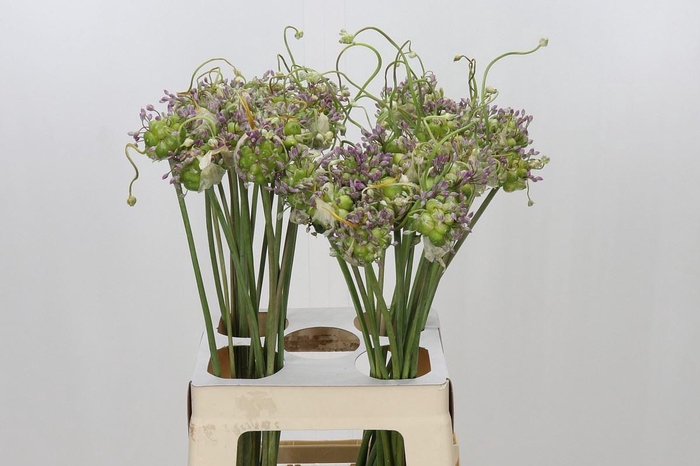 <h4>Allium ampeloprasum var. babingtoni</h4>