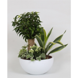 Arrangement Ficus jute stam in schaal