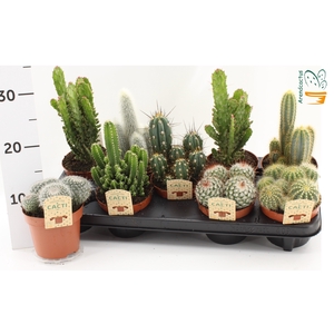 CACTUS GEM