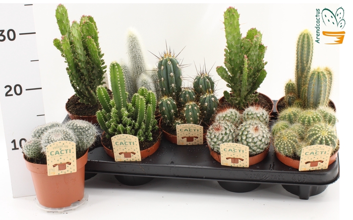 <h4>CACTUS GEM</h4>