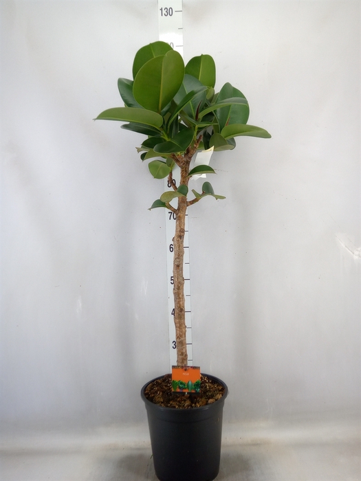 <h4>Ficus elastica 'Cloe'</h4>