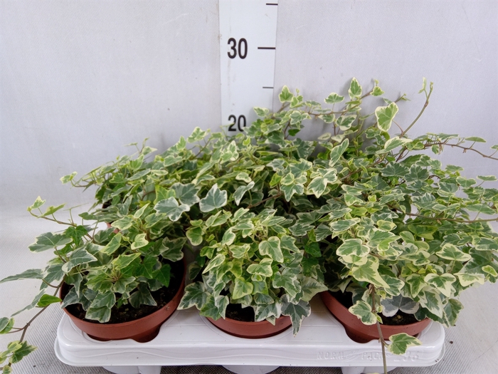 <h4>Hedera helix 'White Wonder'</h4>