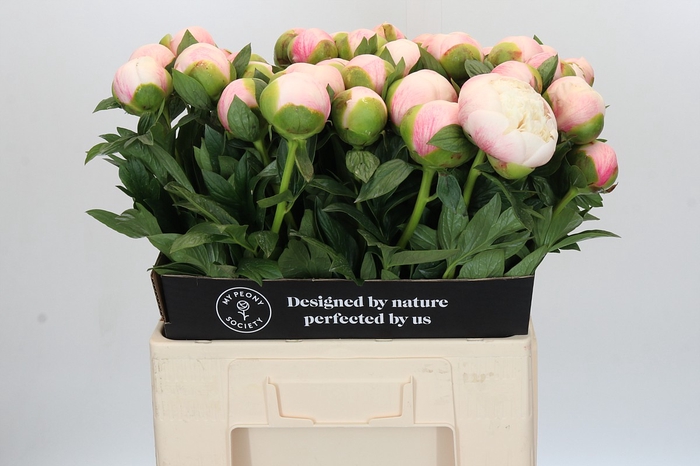 <h4>Paeonia Colonel Owen Cousins</h4>