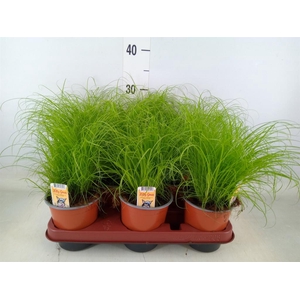 Cyperus alternifolius 'Zumula'