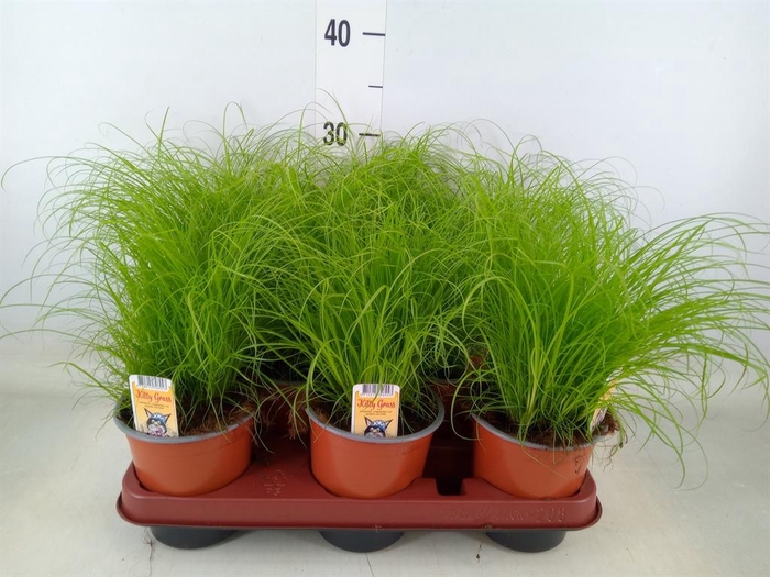 <h4>Cyperus alternifolius 'Zumula'</h4>
