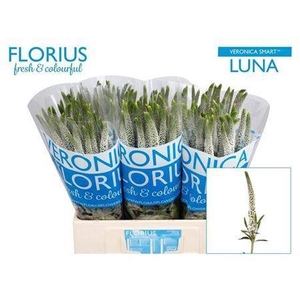 Veronica Smart Luna White