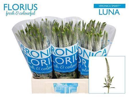 <h4>Veronica Smart Luna White</h4>