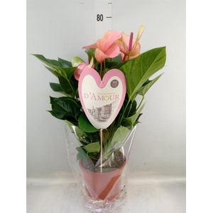 Anthurium  'Summer Love Imp'