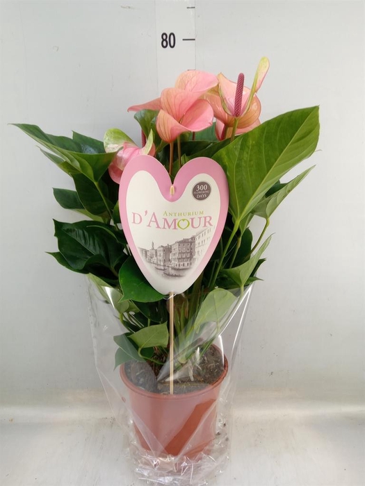<h4>Anthurium  'Summer Love Imp'</h4>