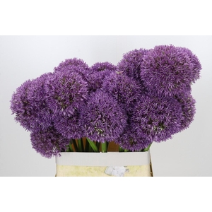 Allium Grootbloemig