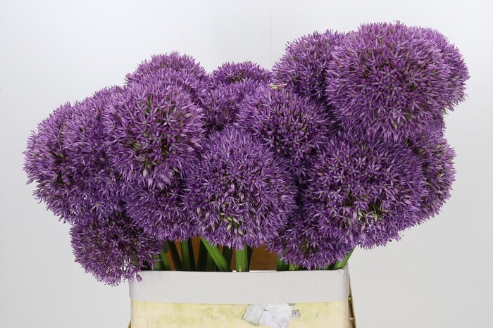 Allium Grootbloemig