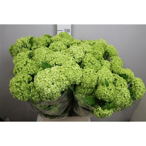 Viburnum Roseum St 4 Bal