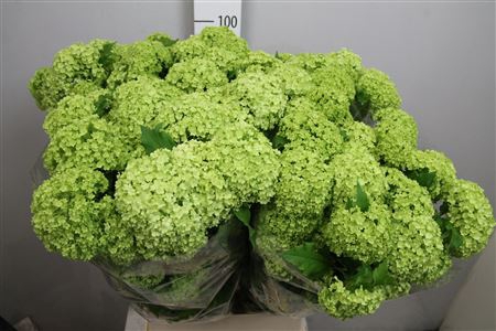 <h4>Viburnum Roseum St 4 Bal</h4>