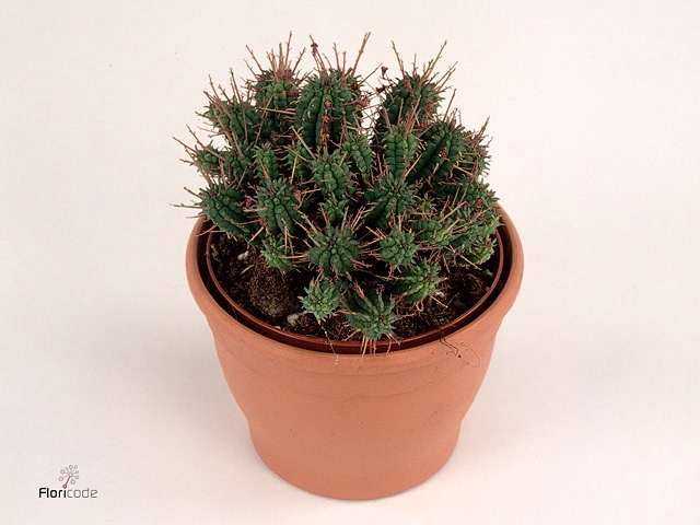 Euphorbia mammillaris